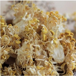 Dry mushroom Pleurotus citrinopileatus