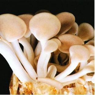Pleurotus sajor-caju (Oyster mushroom)